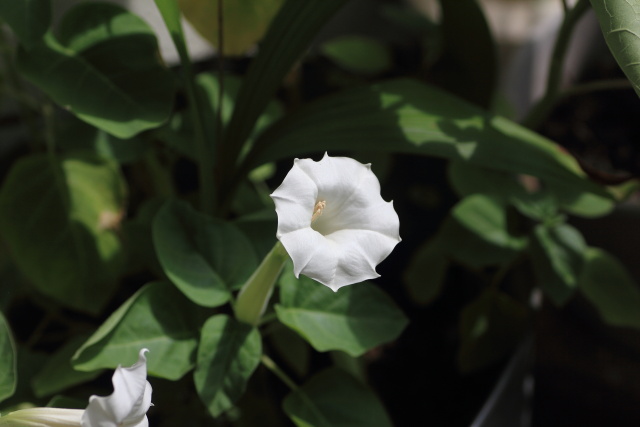 チョウセンアサガオ