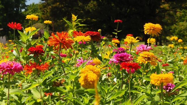 昭和記念公園のジニア