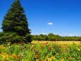 秋の昭和記念公園