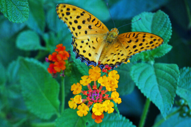 ツマグロヒョウモンとランタナ～3