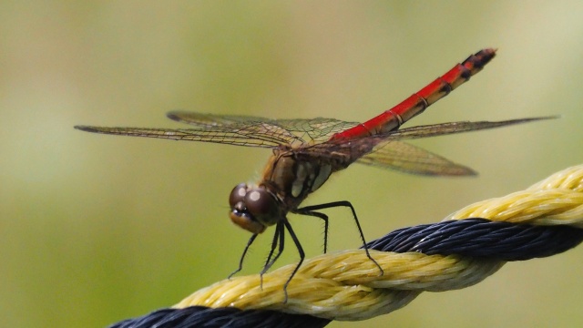 平泉のトンボ