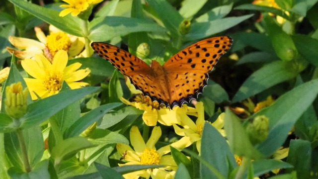 船岡城址公園の花と蝶