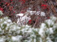 蝶ヶ岳の雄雷鳥3