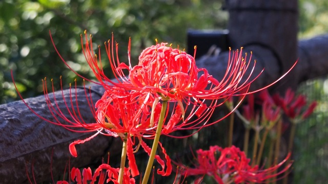 船岡城址公園の彼岸花