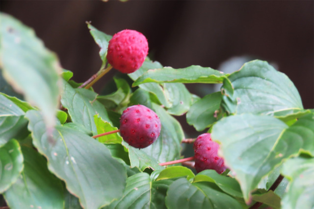 実りの秋 ヤマボウシ