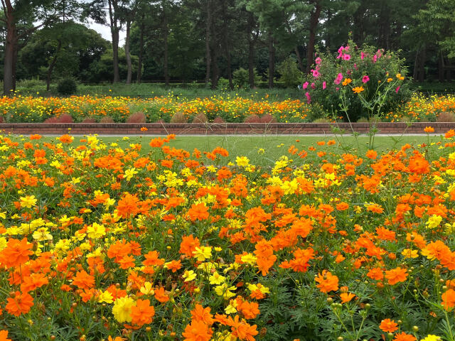 黄色いコスモス