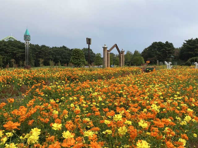 黄色いコスモス満開