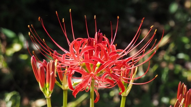 船岡城址公園の彼岸花