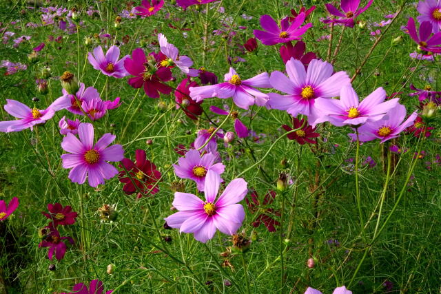 元気に咲いているコスモス