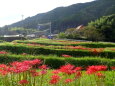 西日が照らす山村棚田