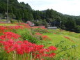 山村棚田の彼岸花