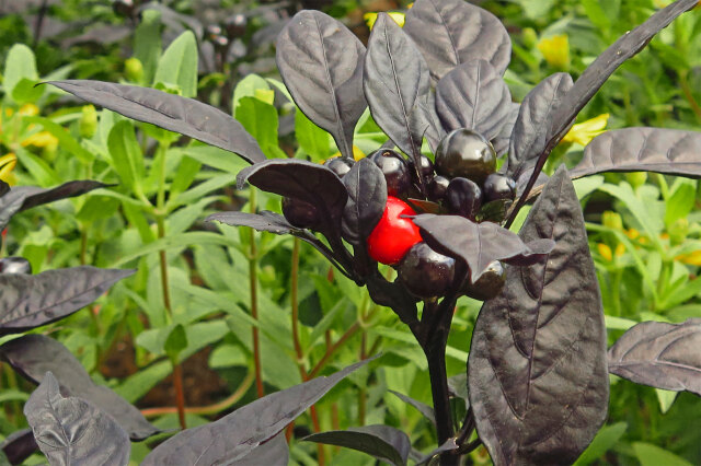 ブラックパール