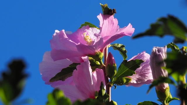 富山県中央植物園のムクゲ