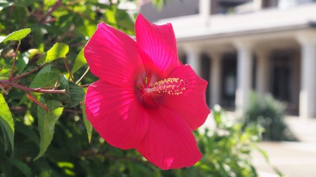 富山県中央植物園のブッソウゲ