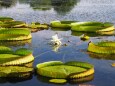 富山県中央植物園のオオオニバス