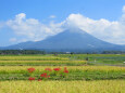 実りの秋 大山