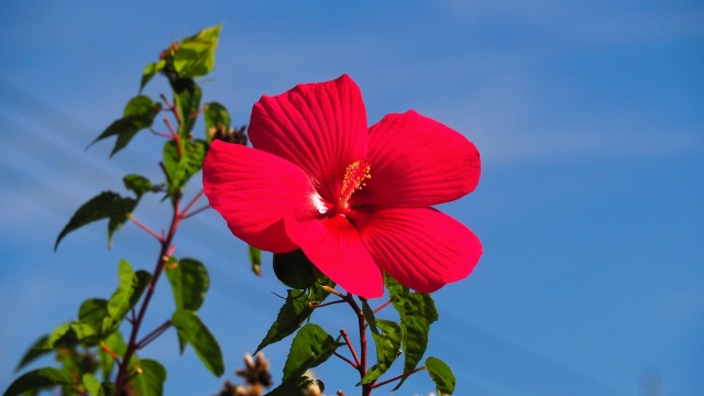 富山県中央植物園のブッソウゲ