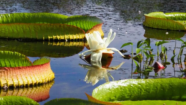 富山県中央植物園のオオオニバス