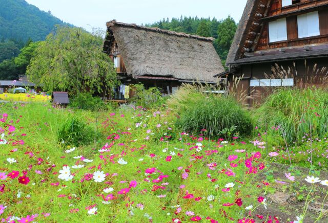 秋の白川郷