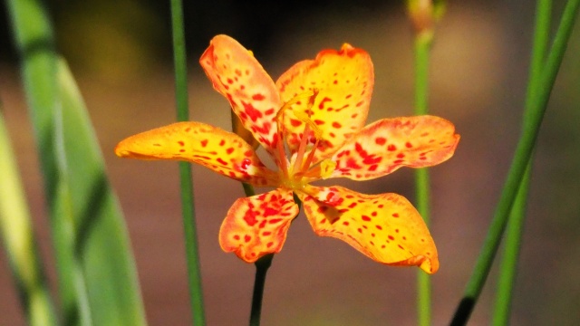 富山県中央植物園のヒオウギ