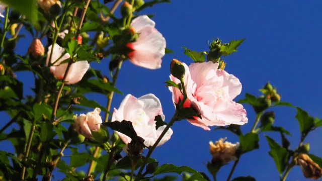 富山県中央植物園のムクゲ
