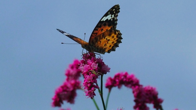 富山中央植物園のオオケタデと蝶