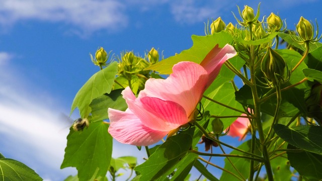 富山県中央植物園の酔芙蓉
