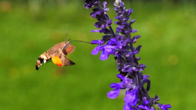 ラベンダーとスズメガ