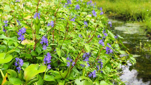 富山県中央植物園のミズアオイ