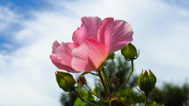 富山県中央植物園の酔芙蓉