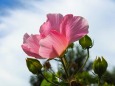 富山県中央植物園の酔芙蓉