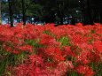 巾着田曼珠沙華公園の彼岸花