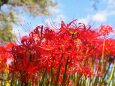 巾着田曼珠沙華公園の彼岸花