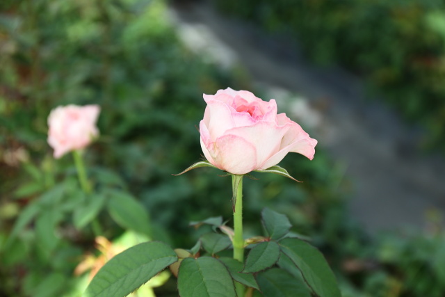 薔薇 ベルフィーダ-1