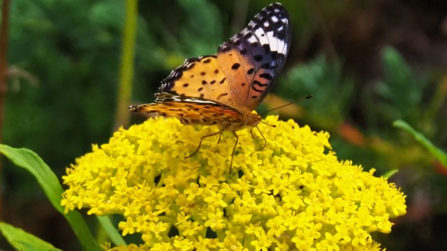 富山県中央植物園の女郎花と蝶