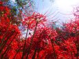 巾着田曼珠沙華公園の彼岸花