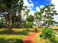 松林の遊歩道