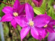 富山県中央植物園のクレマチス