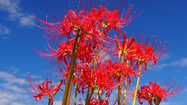 巾着田曼珠沙華公園の彼岸花