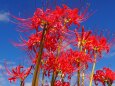 巾着田曼珠沙華公園の彼岸花