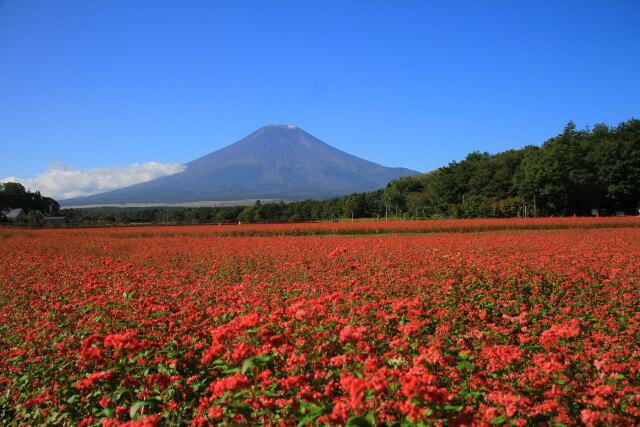 蕎麦の花&富士山