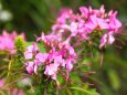 富山県中央植物園のクレオメ