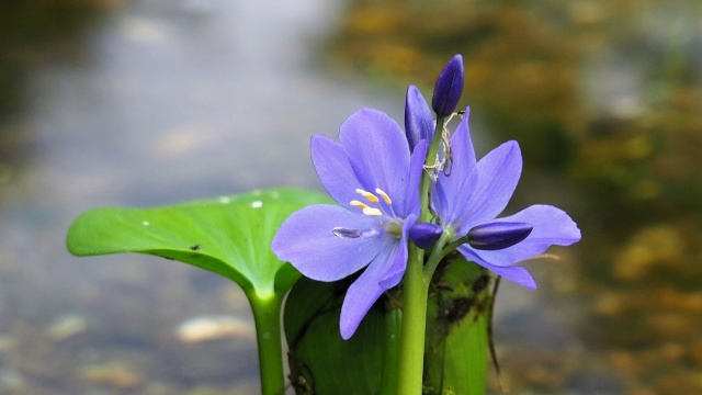 富山県中央植物園のミズアオイ