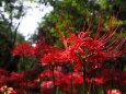 巾着田曼珠沙華公園の彼岸花