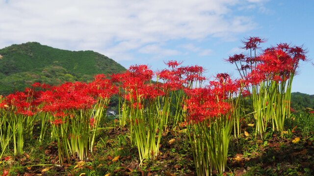 巾着田曼珠沙華公園の彼岸花