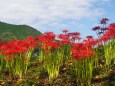 巾着田曼珠沙華公園の彼岸花