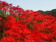 巾着田曼珠沙華公園の彼岸花