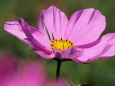 巾着田曼珠沙華公園のコスモス