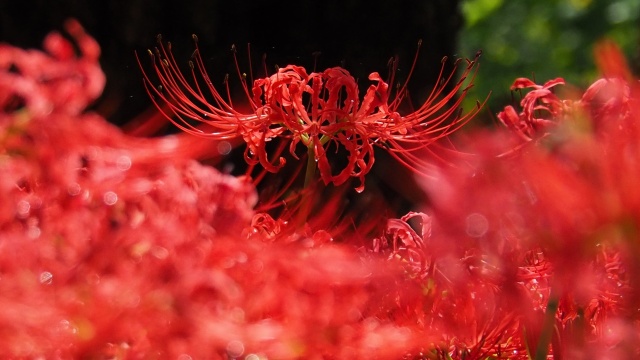 巾着田曼珠沙華公園の彼岸花