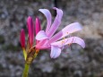 富山県中央植物園のリコリス